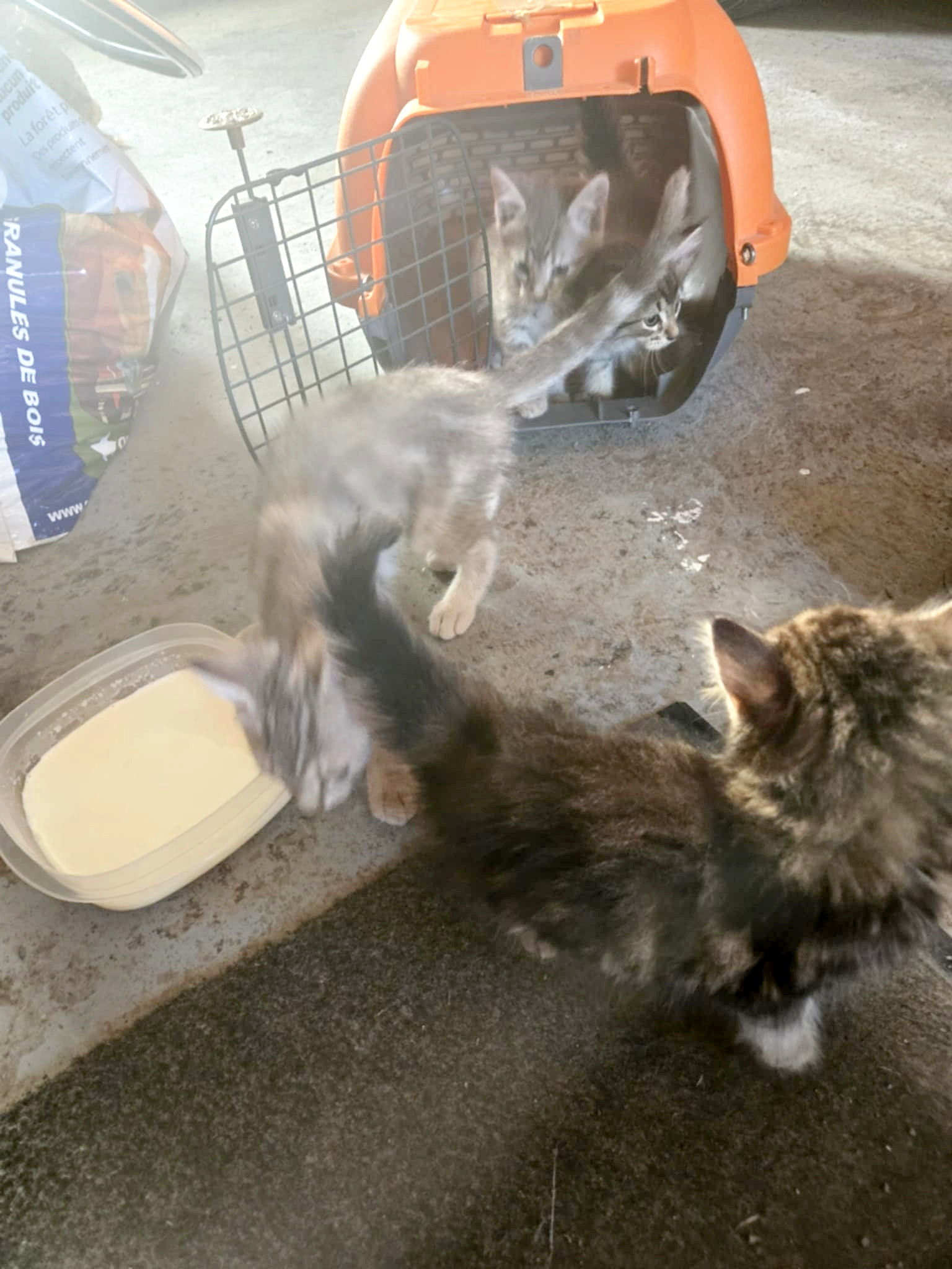 Abandoned kittens Four of the 15 kittens found on the Labrie road can finally enjoy a good meal and a healthy environment. dozens kittens abandoned amqui: sad new